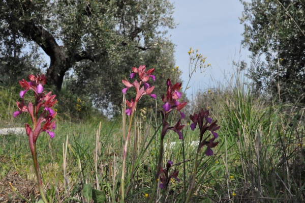 conferma id. Anacamptis papilionacea